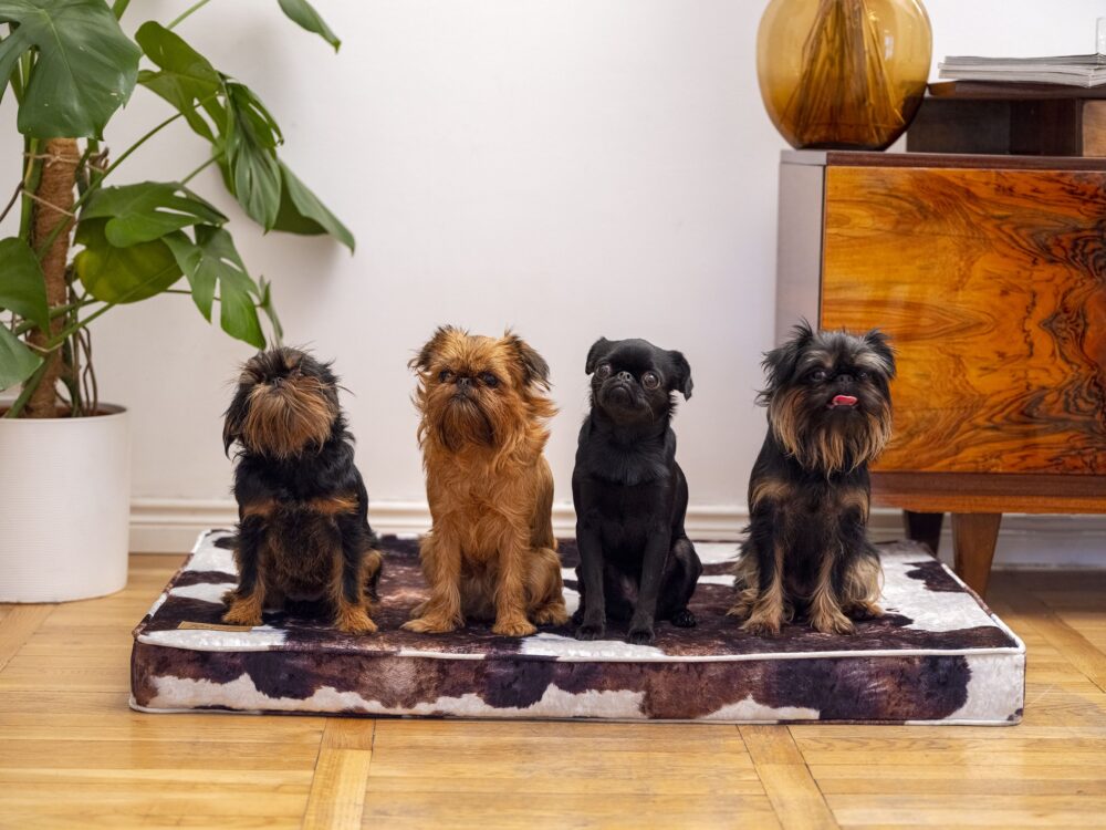 _DSF0625p_compressed